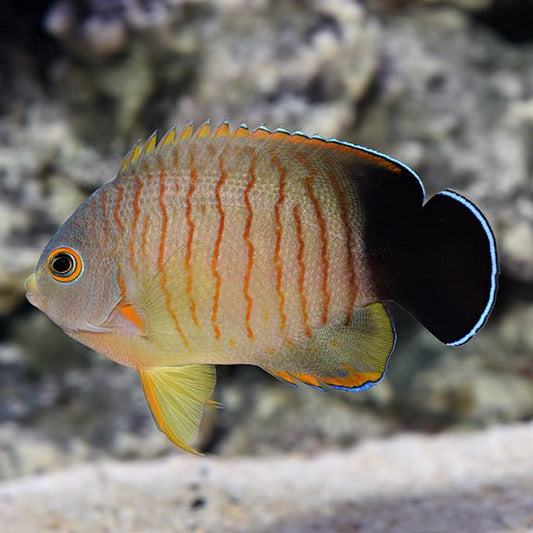 Marine Dwarf Angelfish | Orange Lined Angelfish - Centrogype eibli | Cradle Coast Pet & Aquarium