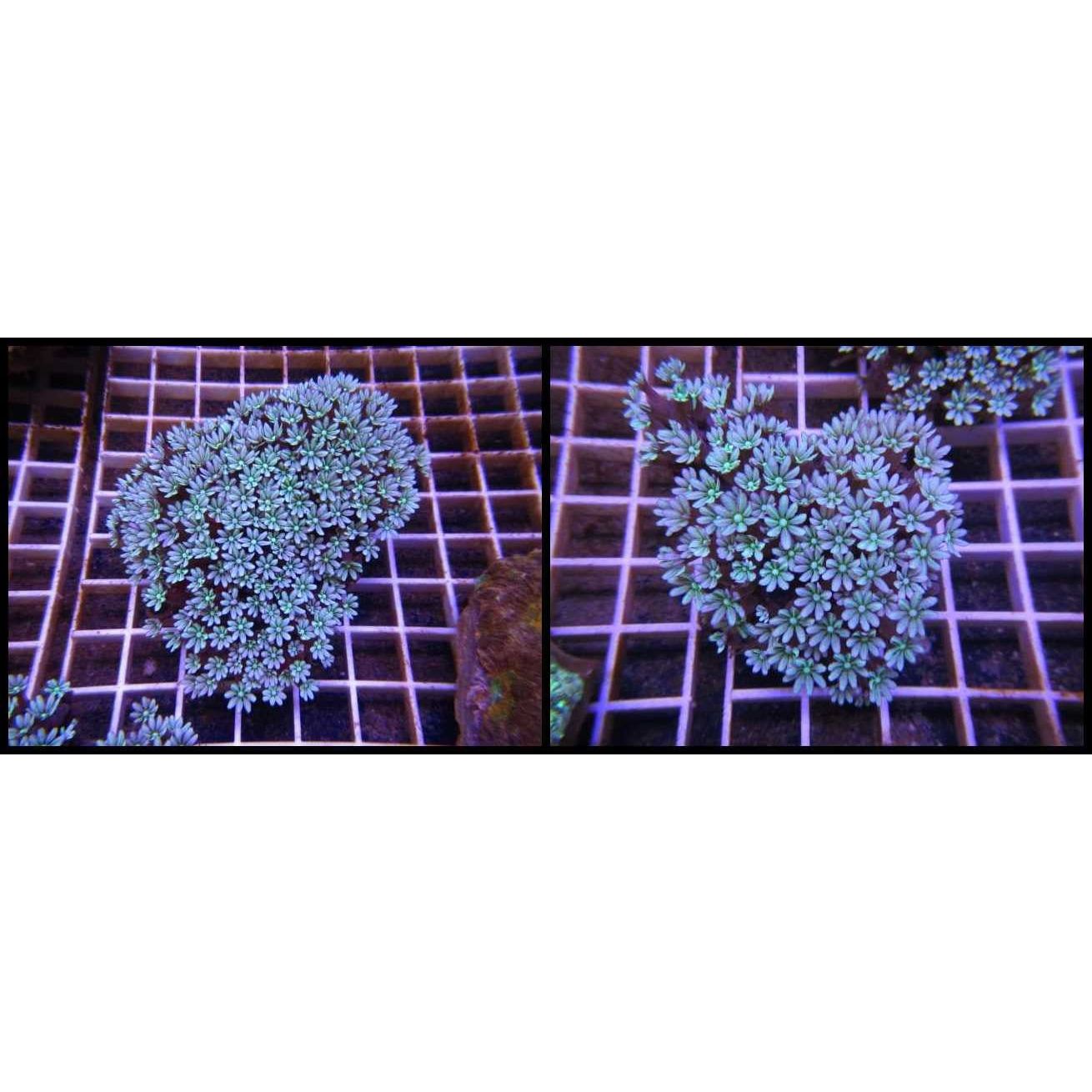 Live Coral|Organ Pipe Coral - Tubipora musica|Cradle Coast Pet & Aquarium