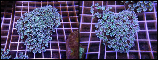 Live Coral|Organ Pipe Coral - Tubipora musica|Cradle Coast Pet & Aquarium