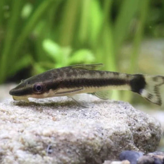 Freshwater Fish|Otocinclus Catfish - Otocinclus arnoldi|Cradle Coast Pet & Aquarium