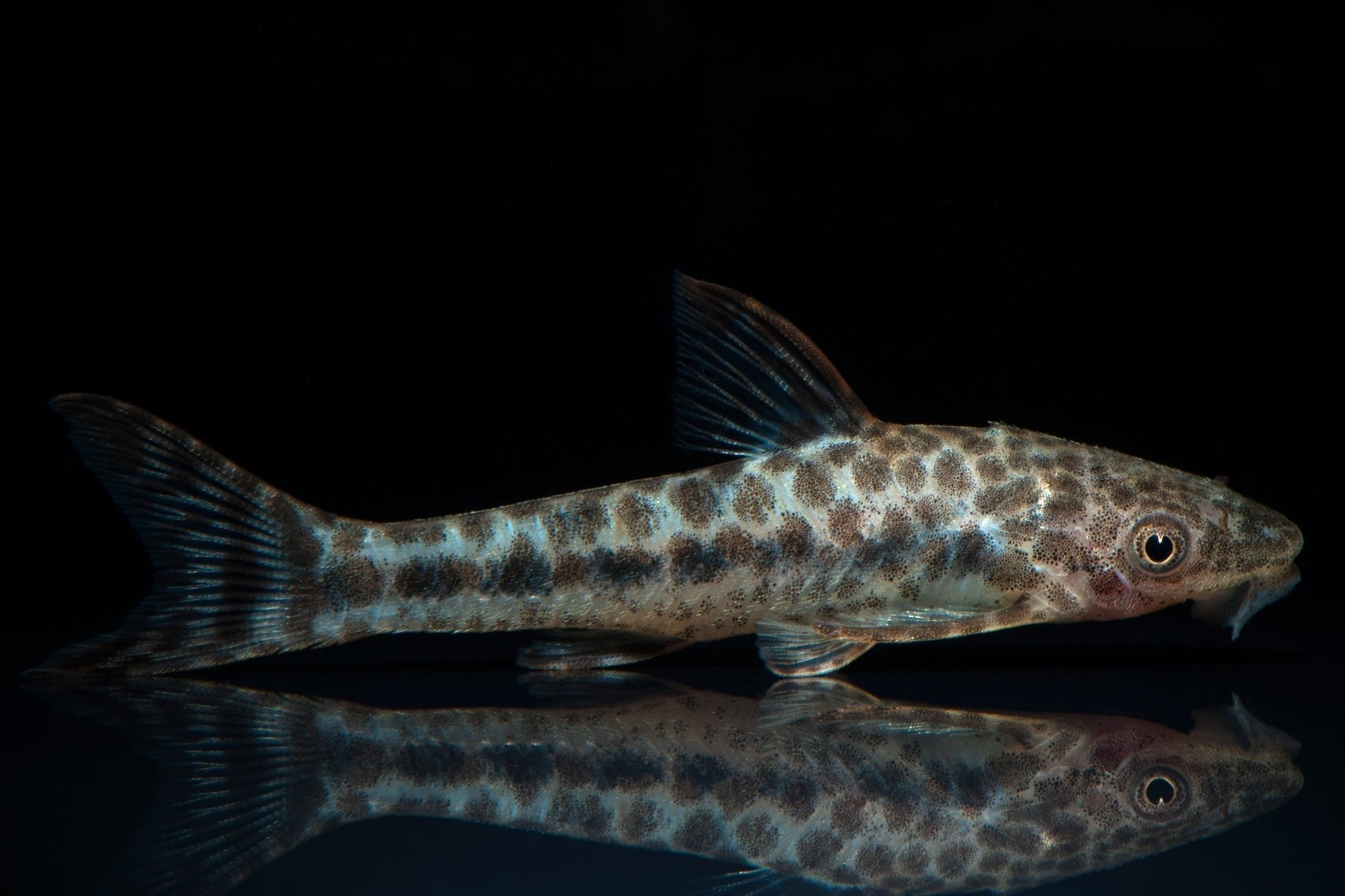 Freshwater Fish|Otocinclus Catfish - Otocinclus arnoldi|Cradle Coast Pet & Aquarium