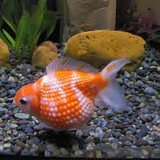 Freshwater Fish|Pearlscale Goldfish - Carassius auratus|Cradle Coast Pet & Aquarium