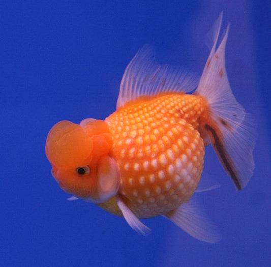Freshwater Fish|Pearlscale Goldfish - Carassius auratus|Cradle Coast Pet & Aquarium