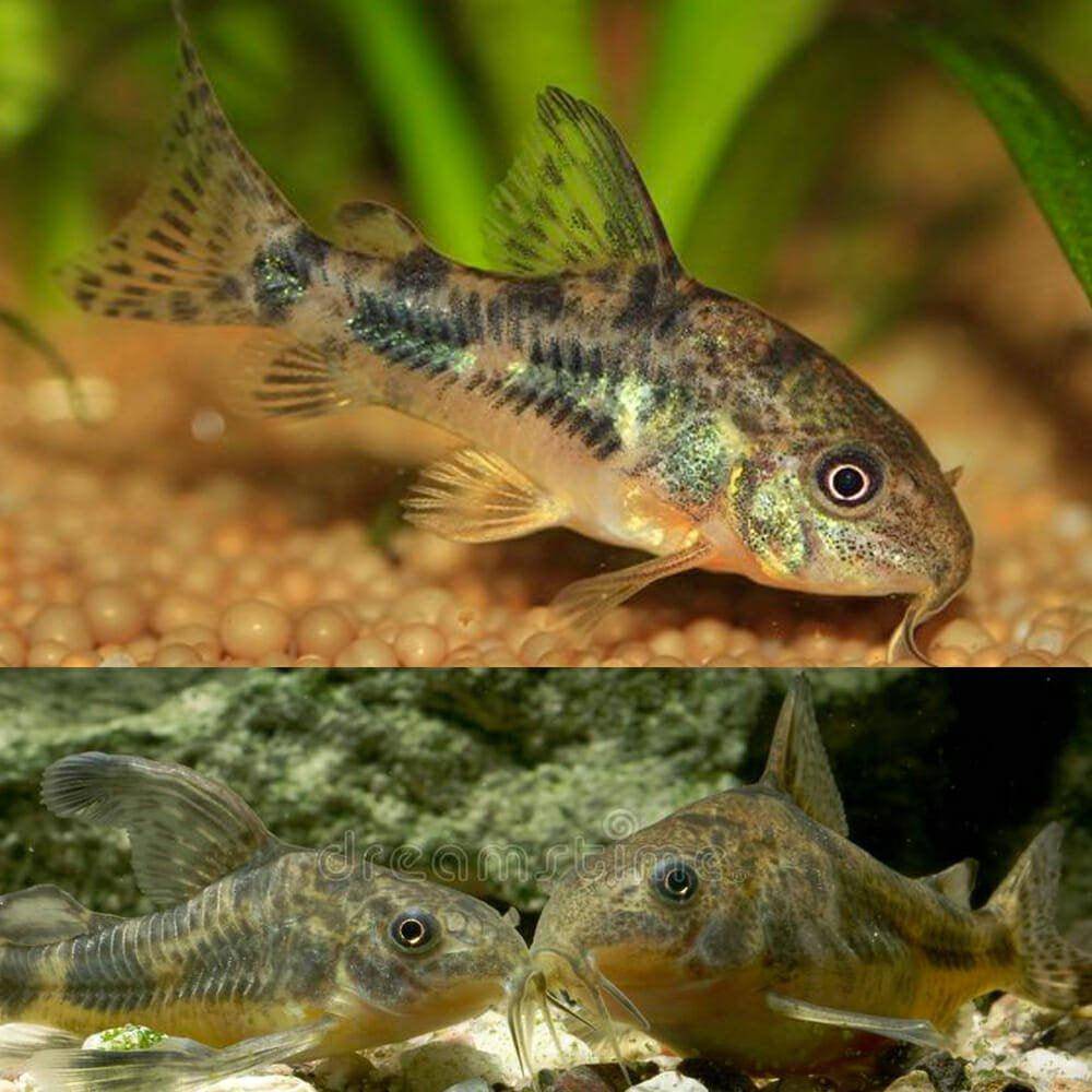 peppered corydora - corydoras paleatus - cradle coast pet & aquarium