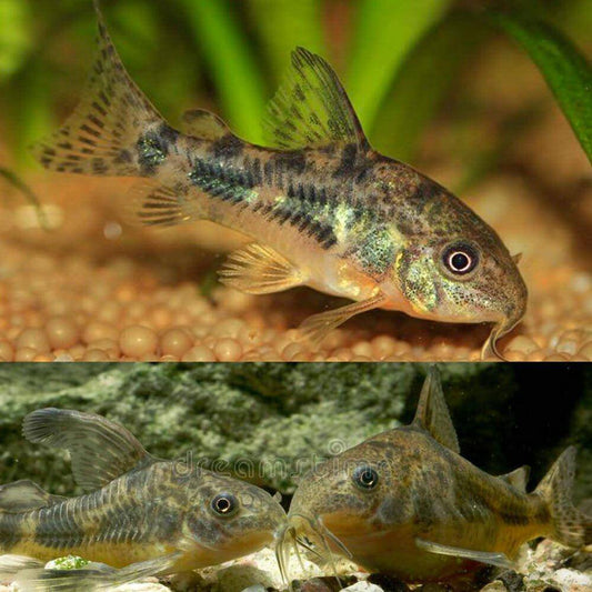 Peppered Corydora - Corydoras paleatus - Cradle Coast Pet & Aquarium