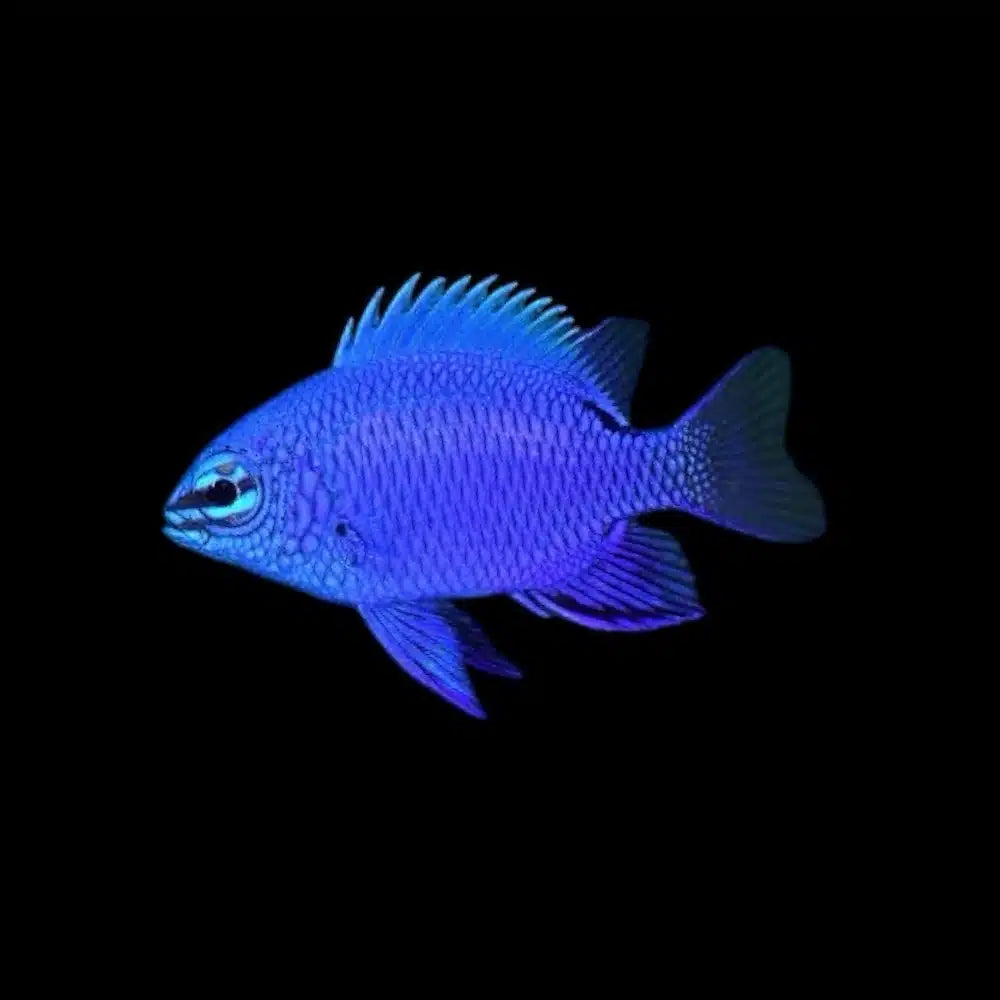 blue devil damselfish - chrysiptera cyanea