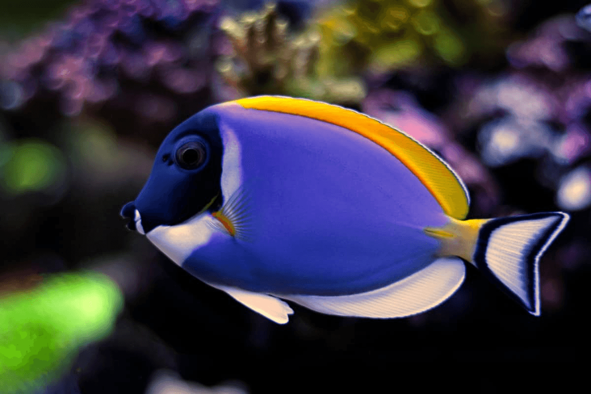 powder blue tang - acanthurus leucosternon - cradle coast pet & aquarium