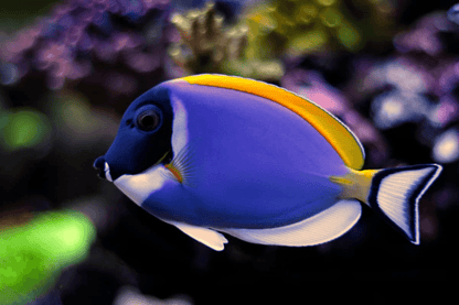 Powder Blue Tang - Acanthurus leucosternon - Cradle Coast Pet & Aquarium