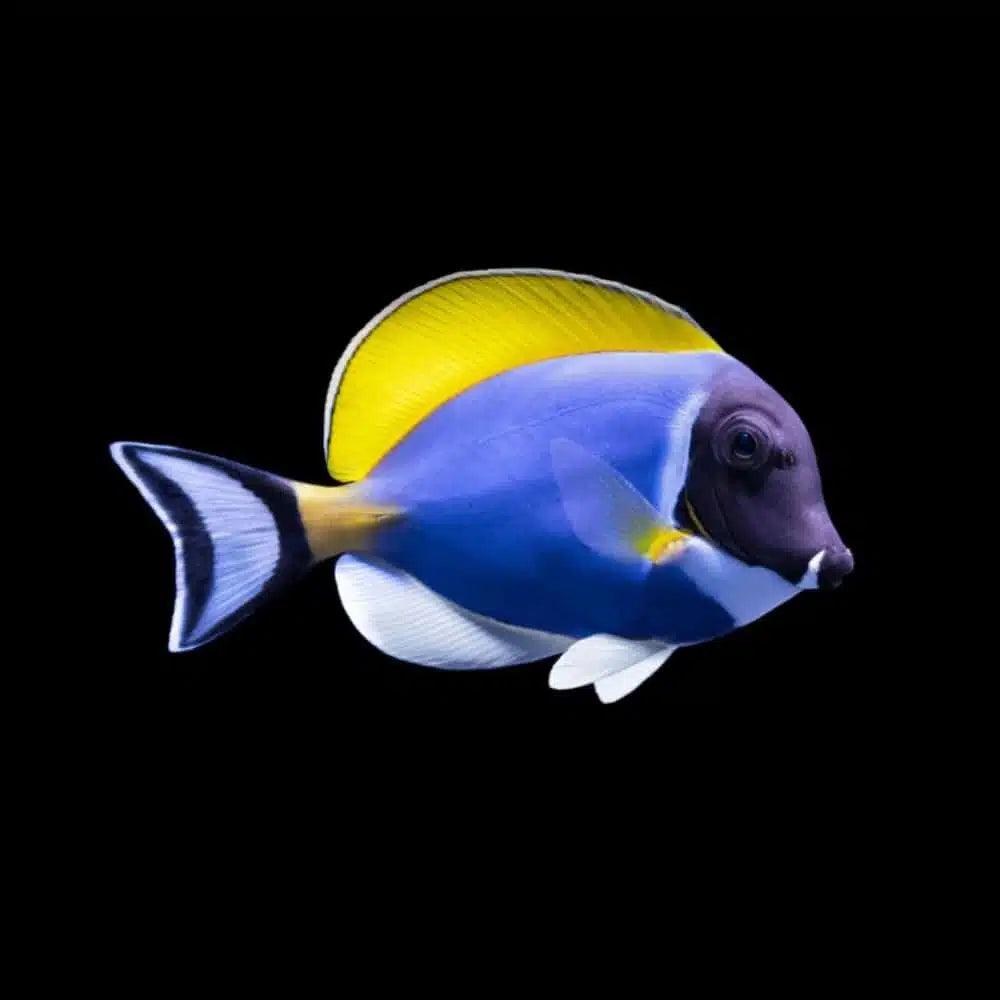 powder blue tang - acanthurus leucosternon - cradle coast pet & aquarium