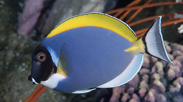 powder blue tang - acanthurus leucosternon - cradle coast pet & aquarium