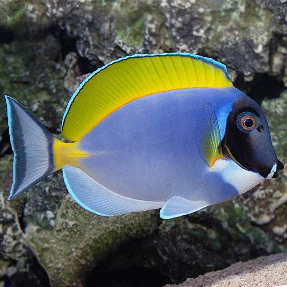 powder blue tang - acanthurus leucosternon - cradle coast pet & aquarium