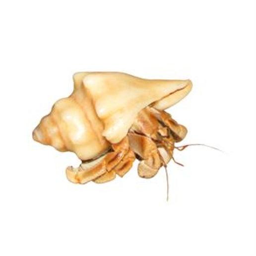 hermit crab - coenobite variabilis - cradle coast pet & aquarium