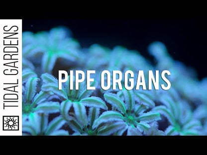 Organ Pipe Coral - Tubipora musica