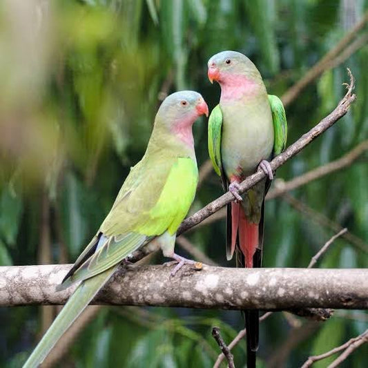Live Birds|Princess Parrot - Polyletis alexandrae|Cradle Coast Pet & Aquarium