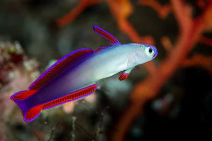 Live Fish|Purple Firefish Goby - Nemateleotris decora|Cradle Coast Pet & Aquarium