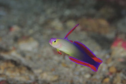 Live Fish|Purple Firefish Goby - Nemateleotris decora|Cradle Coast Pet & Aquarium