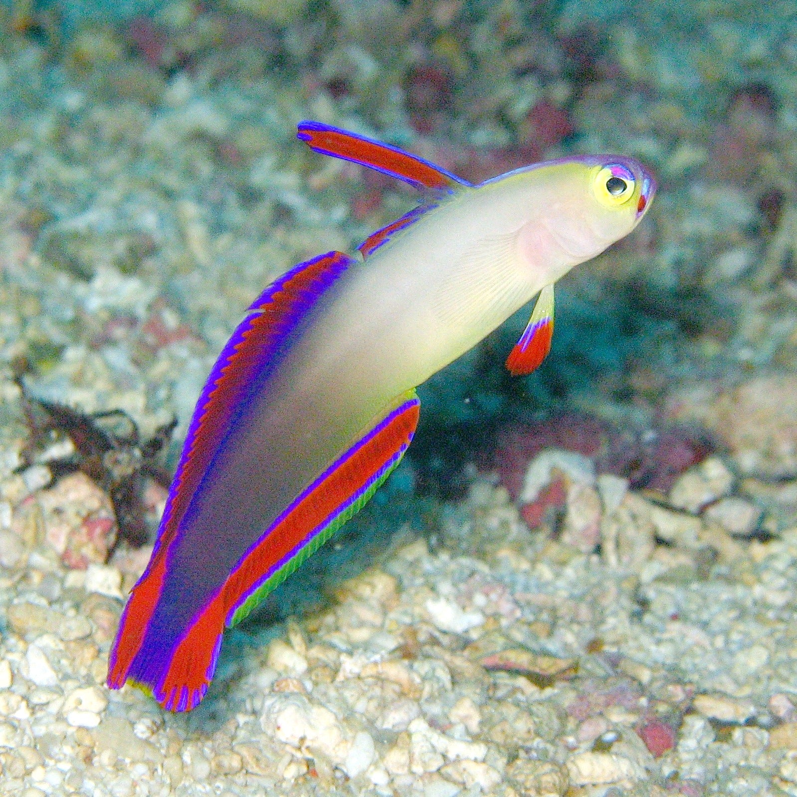 Live Fish|Purple Firefish Goby - Nemateleotris decora|Cradle Coast Pet & Aquarium