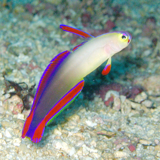 Live Fish|Purple Firefish Goby - Nemateleotris decora|Cradle Coast Pet & Aquarium