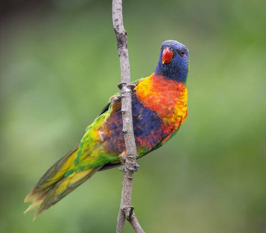 Live Birds|Rainbow Lorikeet - Trichoglossus moluccans|Cradle Coast Pet & Aquarium