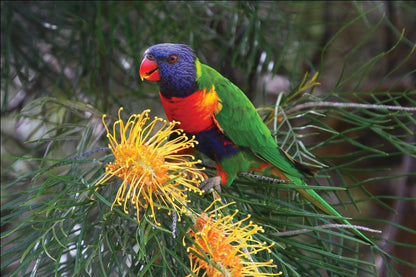 Live Birds|Rainbow Lorikeet - Trichoglossus moluccans|Cradle Coast Pet & Aquarium