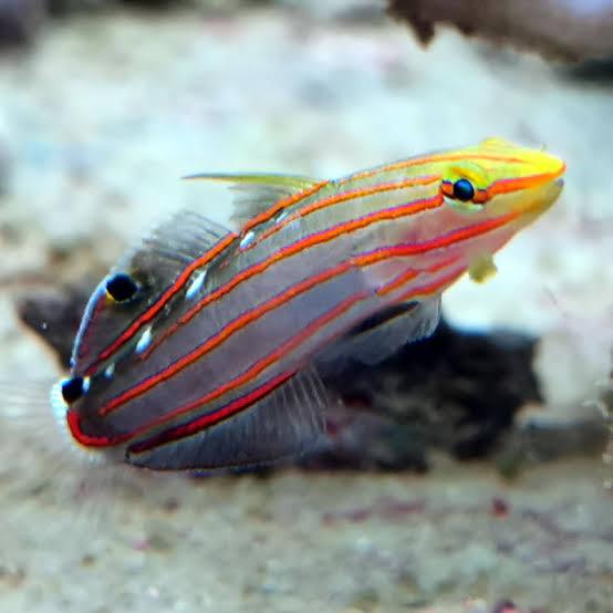 rainfords goby - koumansetta rainfordi - cradle coast pet & aquarium