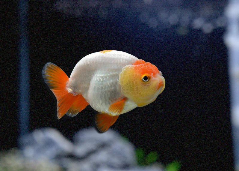 orange white ranchu - carassius auratus - cradle coast pet & aquarium