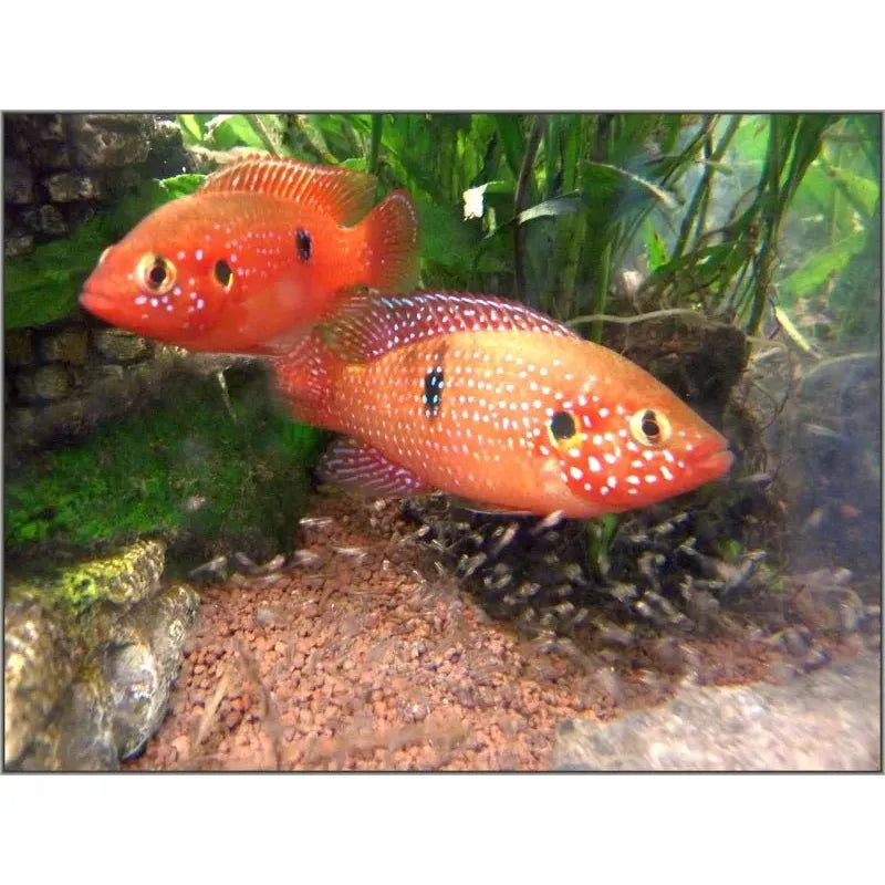 Live Fish|Red Forest Jewel Cichlid - Hemichromis lifalili|Cradle Coast Pet & Aquarium