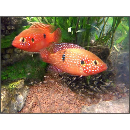 Live Fish|Red Forest Jewel Cichlid - Hemichromis lifalili|Cradle Coast Pet & Aquarium