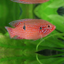 Live Fish|Red Forest Jewel Cichlid - Hemichromis lifalili|Cradle Coast Pet & Aquarium