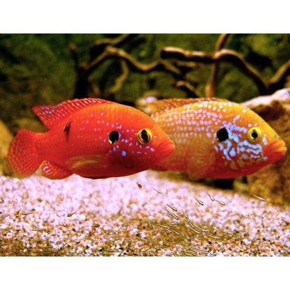 Live Fish|Red Forest Jewel Cichlid - Hemichromis lifalili|Cradle Coast Pet & Aquarium