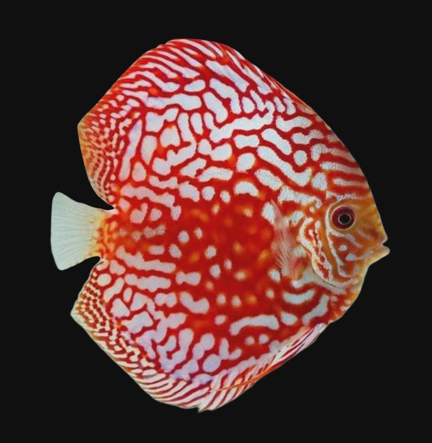 red pigeon checkerboard discus - symphosodon sp. - cradle coast pet & aquarium