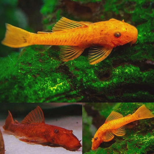 Freshwater Fish|Red Shortfin Bristlenose Pleco - Ancistrus sp.|Cradle Coast Pet & Aquarium