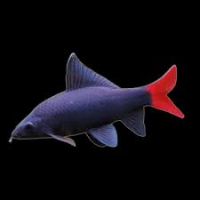 Freshwater Fish|Red Tail Black Shark - Epalzeorhynchos bicolor|Cradle Coast Pet & Aquarium