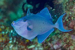 Live Fish|Redtooth Triggerfish - Odonus niger|Cradle Coast Pet & Aquarium