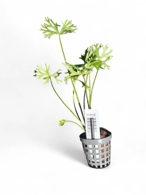 Live Plants|River Buttercup | Ranunculus inundatus|Cradle Coast Pet & Aquarium