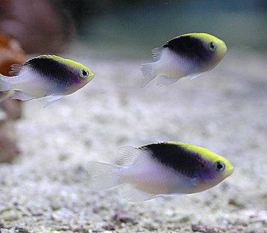 rollands damselfish - chrysiptera rollandi - cradle coast pet & aquarium