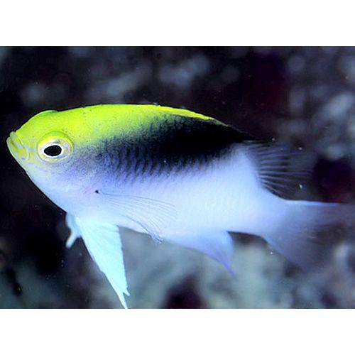 rollands damselfish - chrysiptera rollandi - cradle coast pet & aquarium