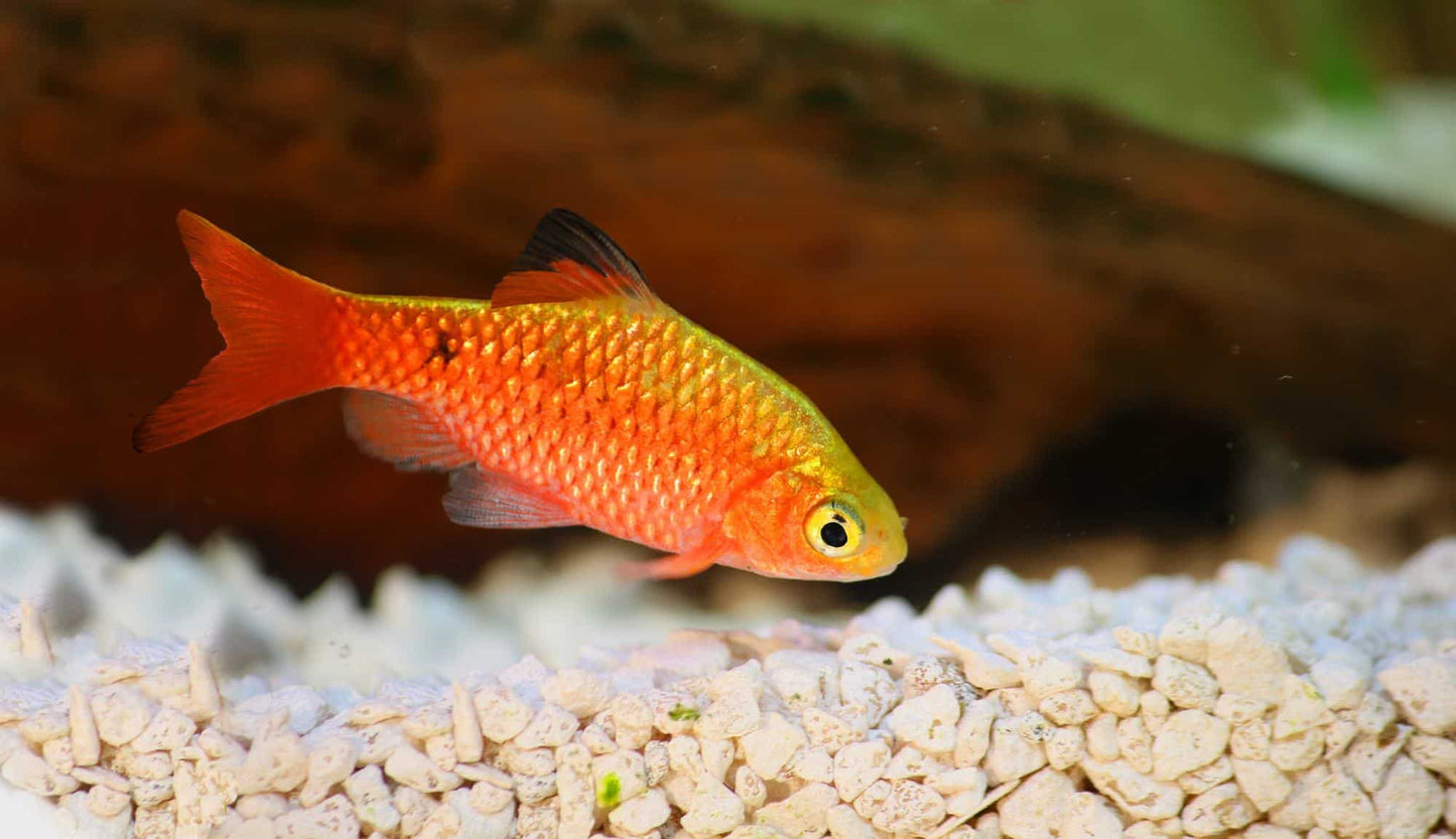 rosy barb - pethia conchonius - cradle coast pet & aquarium