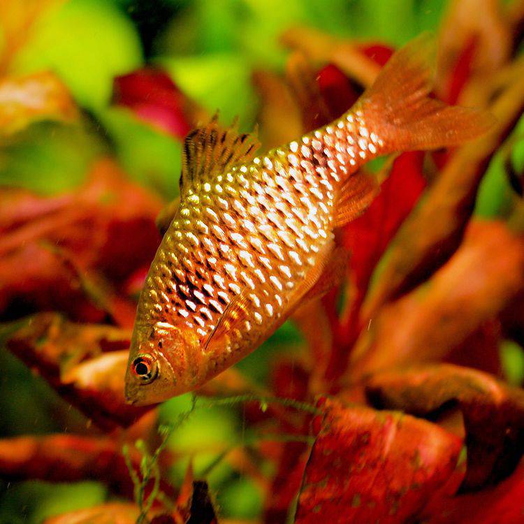 rosy barb - pethia conchonius - cradle coast pet & aquarium