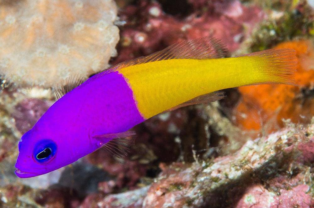 royal dottyback - pictichromis paccagnellae - cradle coast pet & aquarium