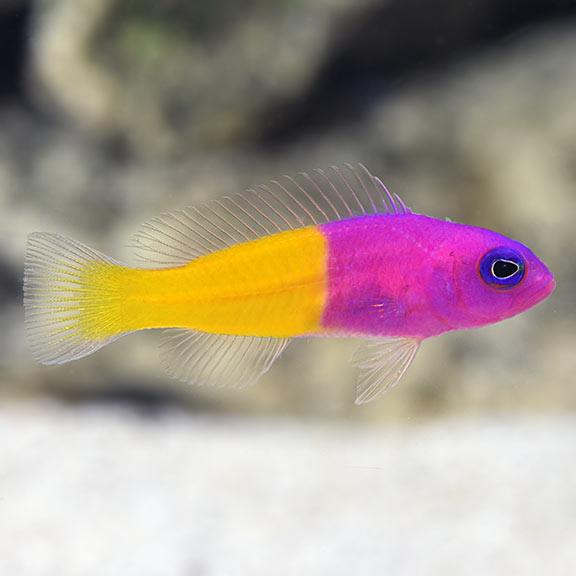 royal dottyback - pictichromis paccagnellae - cradle coast pet & aquarium