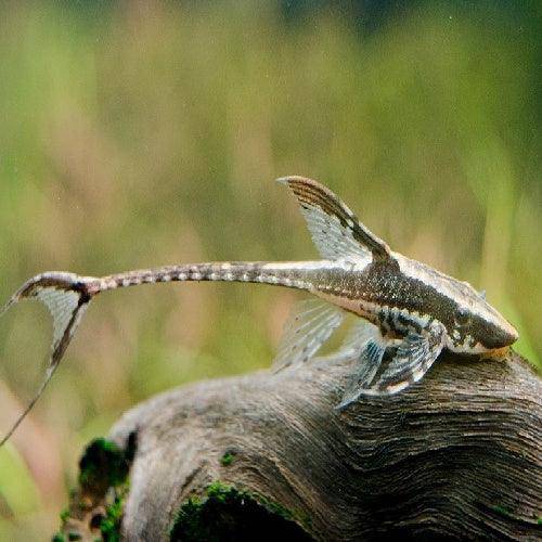 royal whiptail catfish - sturisoma panamense - cradle coast pet & aquarium