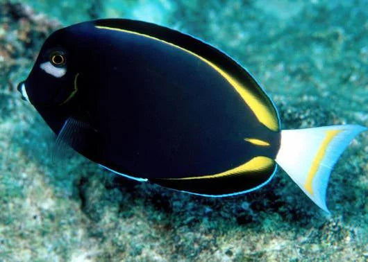 powder black tang - acanthurus japonicus