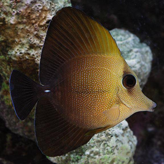 scopas tang - zebrasoma scopas - cradle coast pet & aquarium