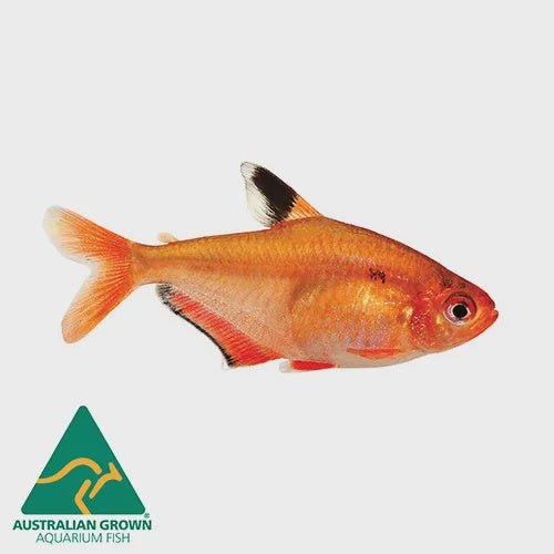 Live Fish|Serpae Tetra - Hyphessobrycon eques|Cradle Coast Pet & Aquarium