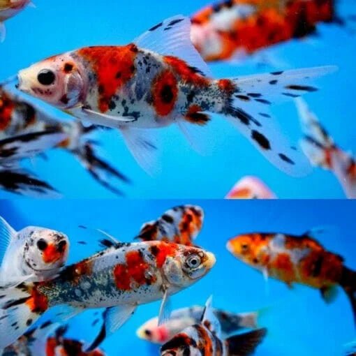 Freshwater Fish|Shubunkin Goldfish - Carssius auratus|Cradle Coast Pet & Aquarium