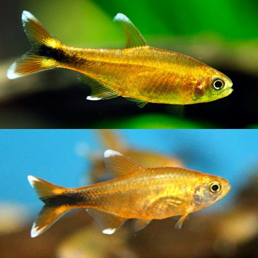 Live Fish|Silver Tip Tetra - Hasemanni nana|Cradle Coast Pet & Aquarium