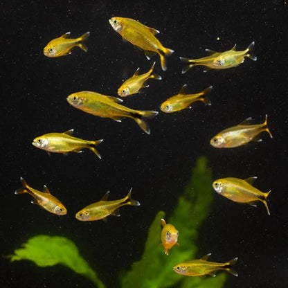 Live Fish|Silver Tip Tetra - Hasemanni nana|Cradle Coast Pet & Aquarium