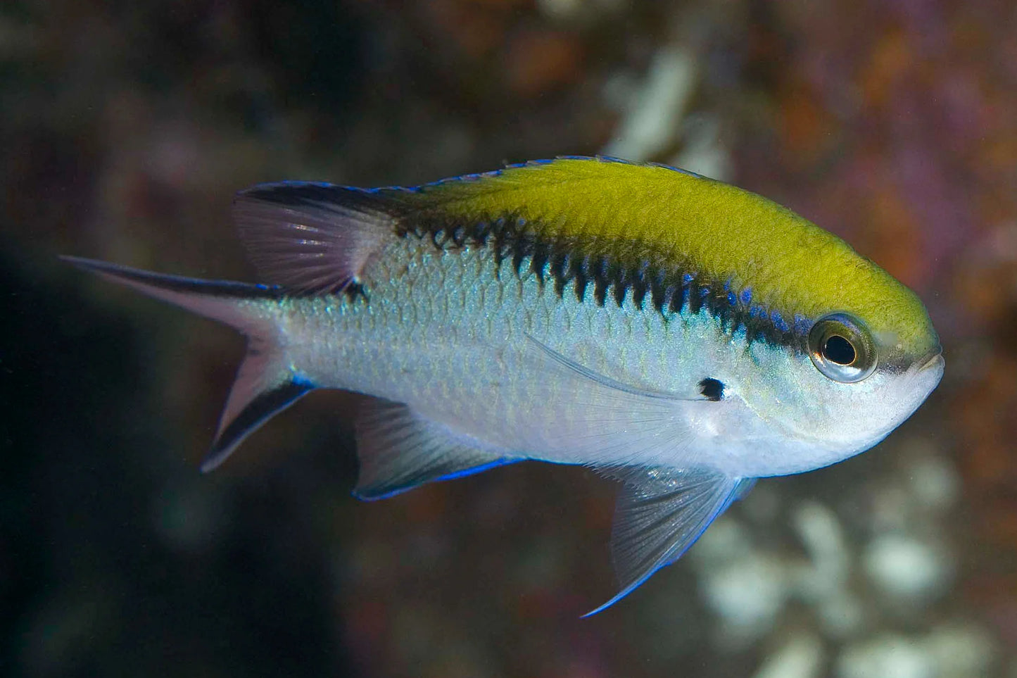 barrier reef chromis - chromis nitida