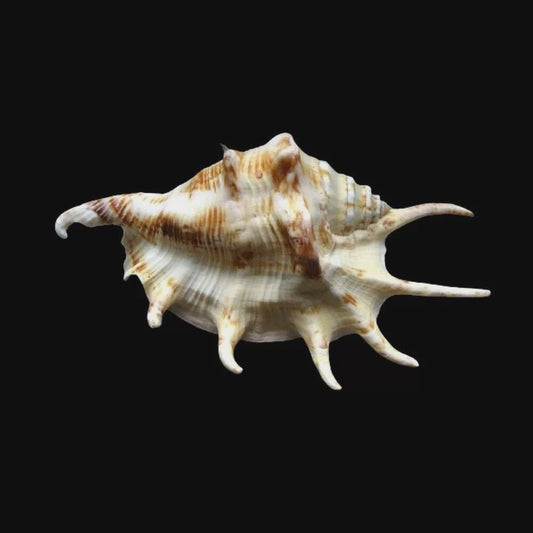 Clean Up Crew|Spider Conch Snail - Lambis lambis|Cradle Coast Pet & Aquarium